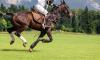 Il caldo nel cavallo sportivo: una sfida fisiologica da gestire con la nutrizione