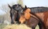 Fieno, fibre e calore: la dieta che protegge il cavallo in inverno