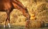 Prepararsi all’autunno: gestione, cura e benessere del cavallo