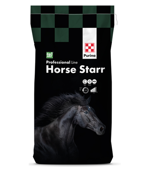 HORSE STARR